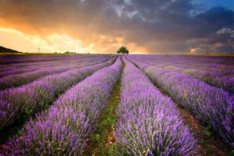 Levender sunsetphoto preview