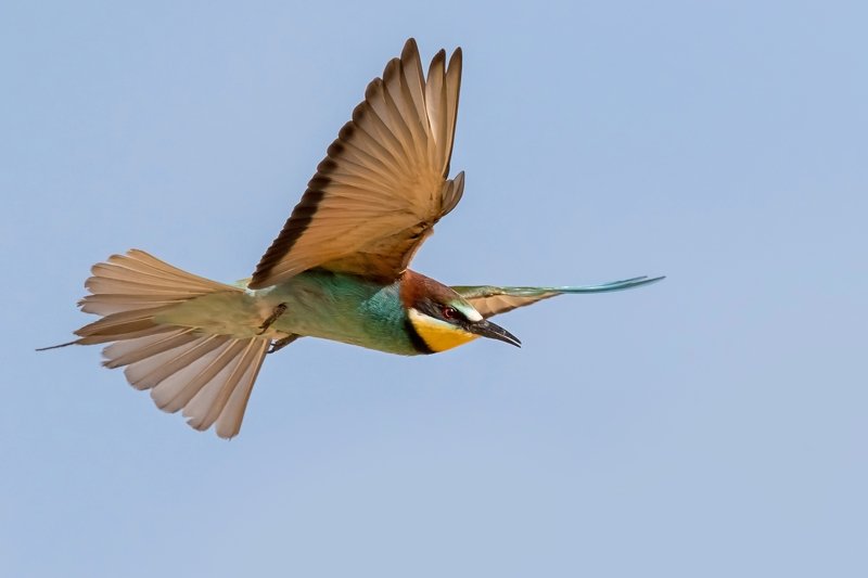 Золотистая щурка photo preview