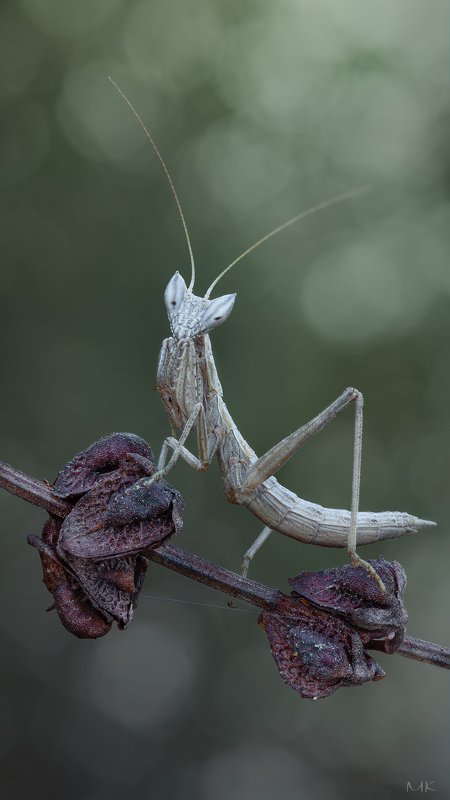богомольчик гельдрейха, ameles heldreichi Малёкphoto preview