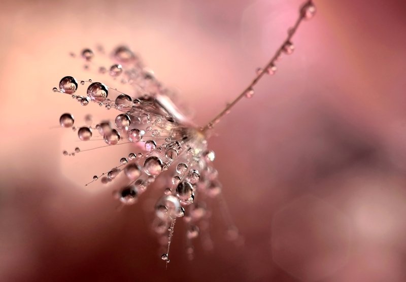 макро, капли, цвет, мануал Под розовым зонтом photo preview