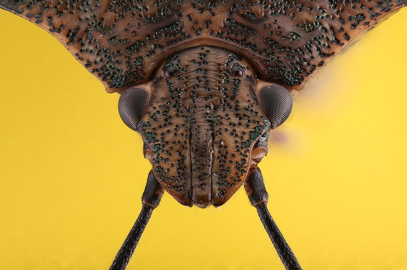 жук наскомое макро Насекомоеphoto preview