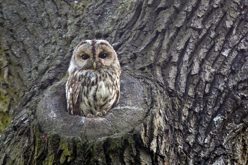 Tawny owlphoto preview