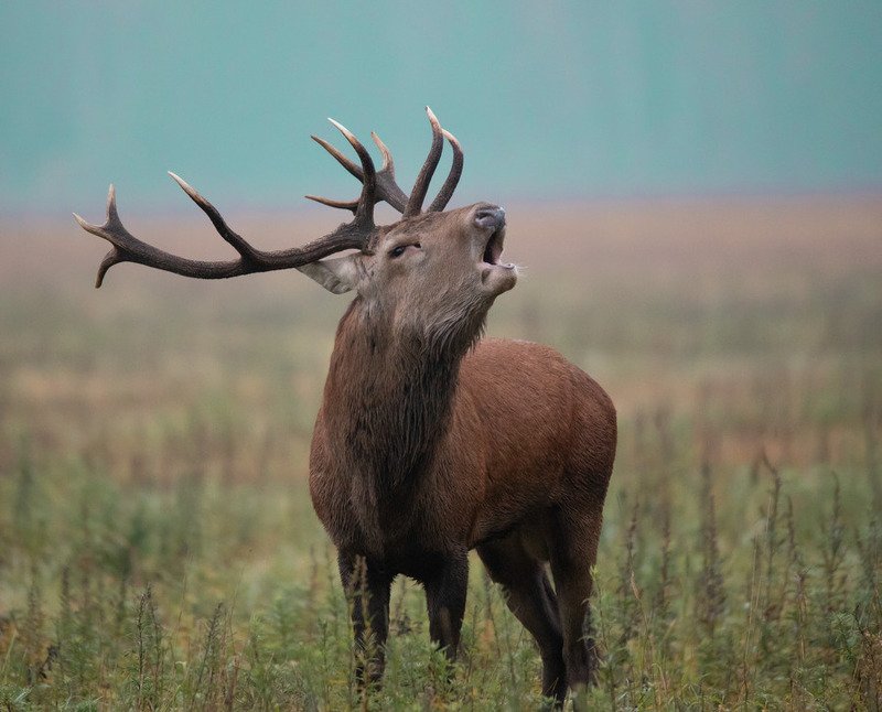 олень,рога, рев, Боевой кличphoto preview