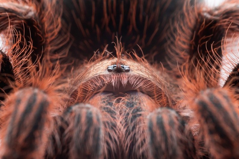 паук, spider grammostola roseaphoto preview