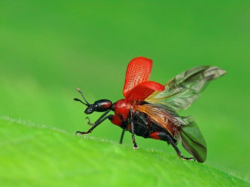 macro, insects, beetles Startphoto preview