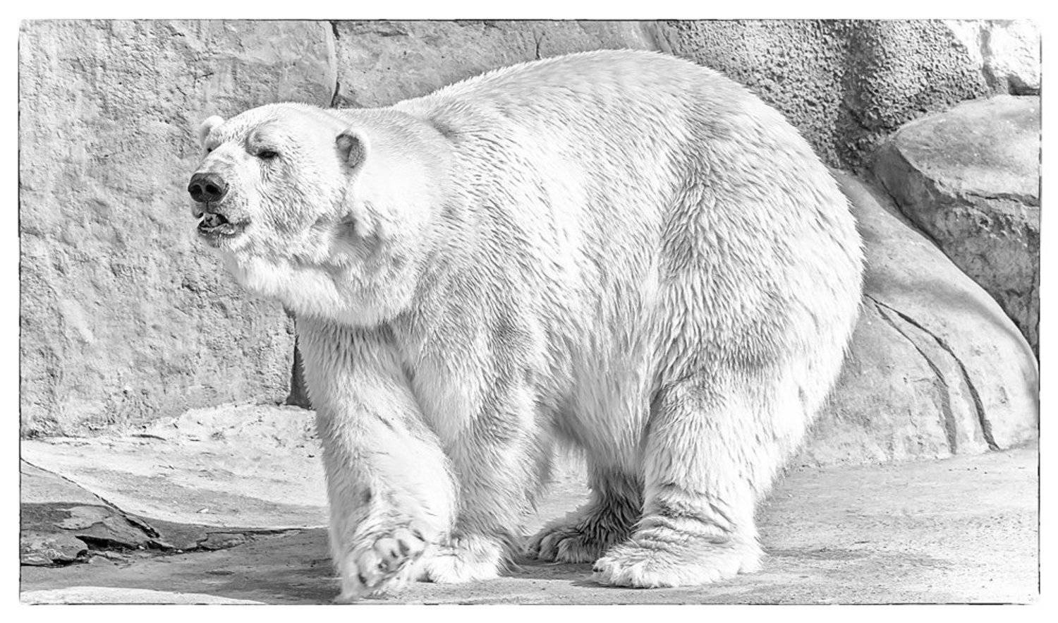 Walk this way. Автор: Sergey Shaposhnikov , Sergey Shaposhnikov