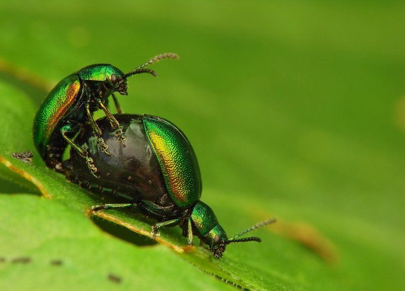 macro, insects, beetles Springphoto preview