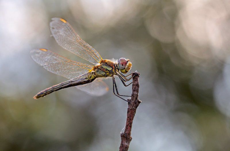 odonata Sympetrum fonscolombiiphoto preview
