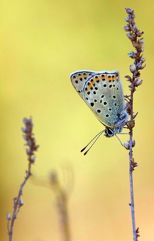 утренняяphoto preview