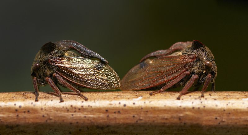 Танака и Ямамотоphoto preview