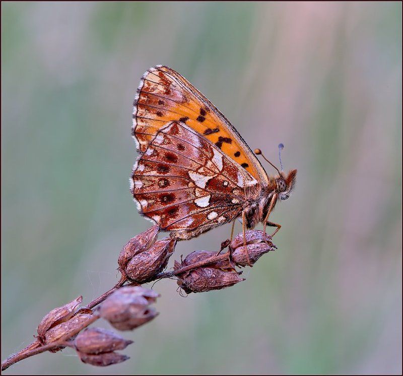 макро,бабочка, ***photo preview