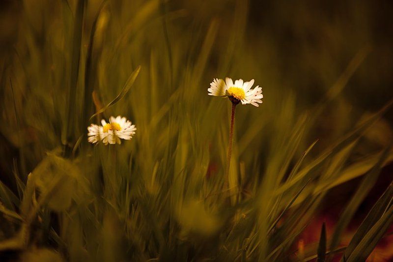 природа,весна ***photo preview