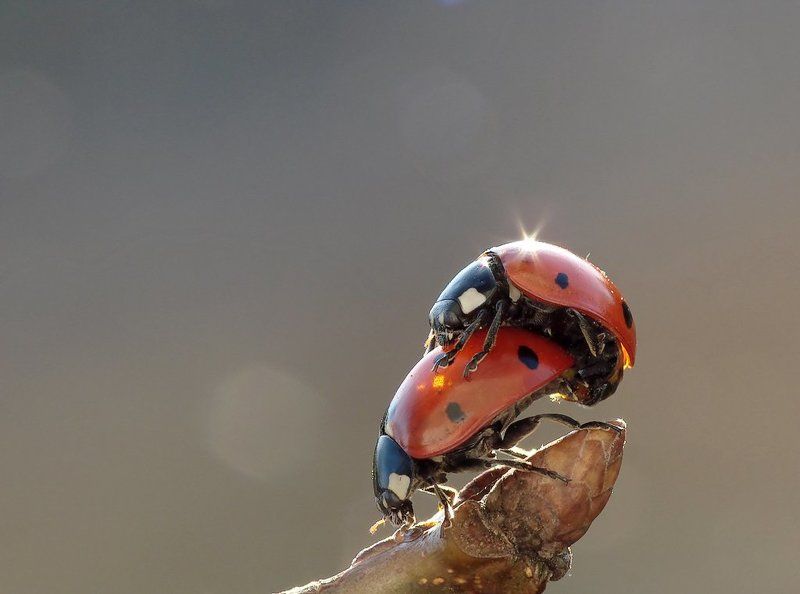 macro, insects, beetles Springphoto preview