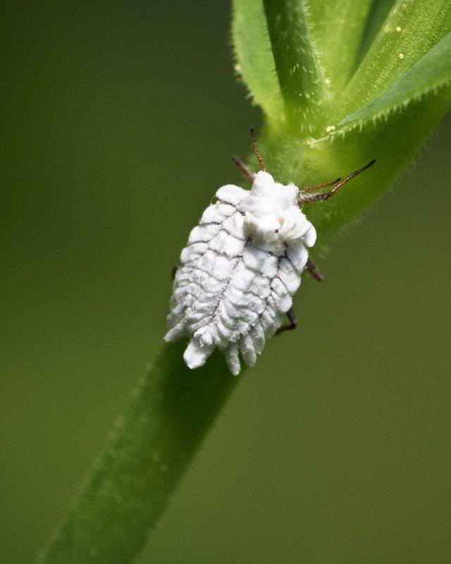 Белоснежкаphoto preview