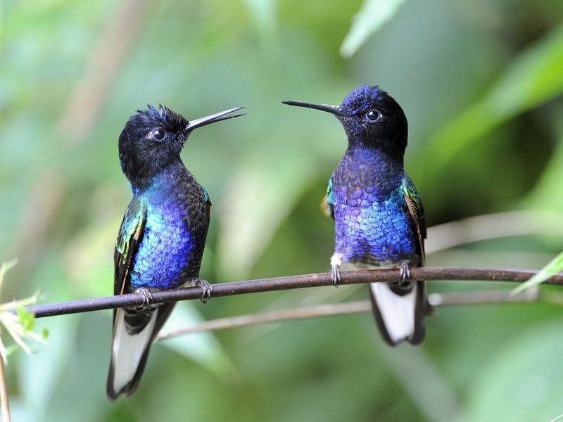 животные и стритphoto preview