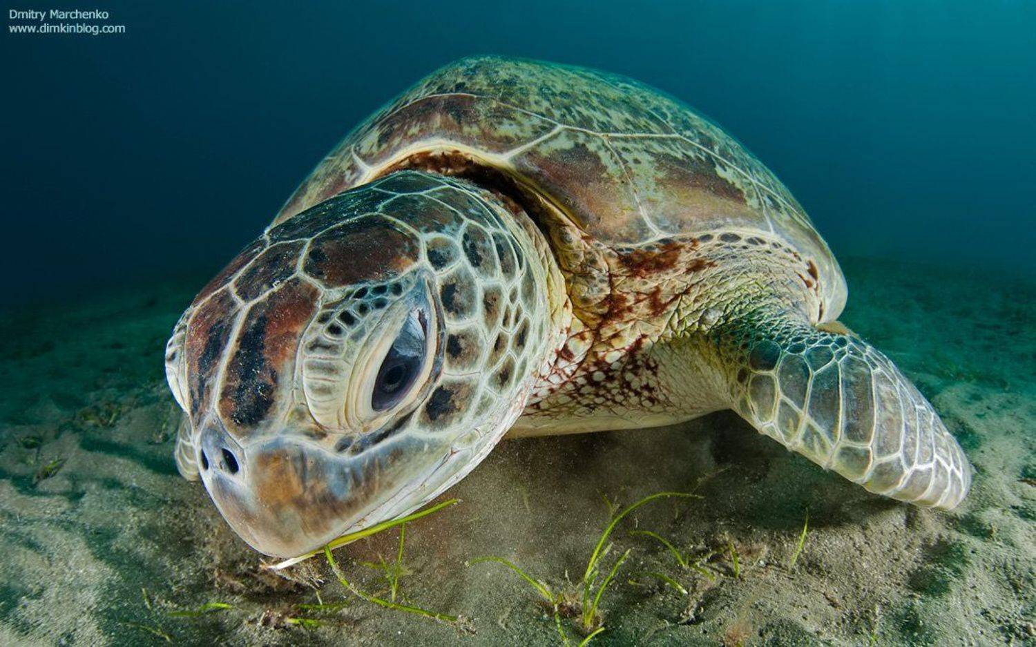 черепаха, зеленая черепаха, turtle, underwater, Дмитрий