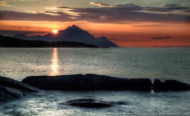 Sitoniaphoto preview