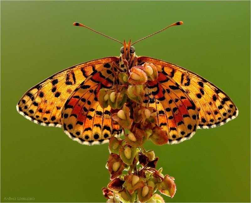 Шашечницаphoto preview