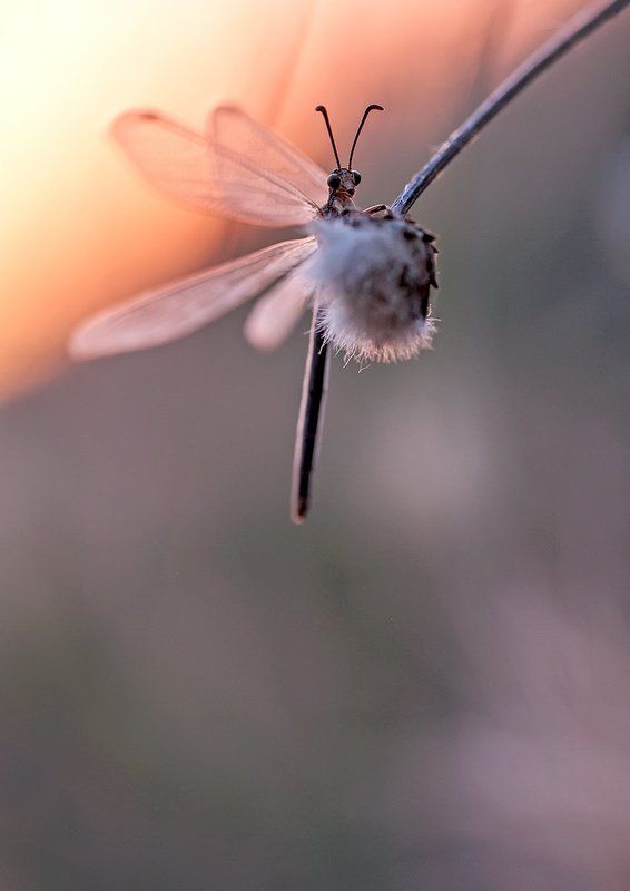 Antlionphoto preview