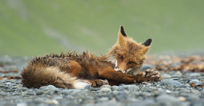 лиса, камчатка, кроноцкий заповедник После рыбалкиphoto preview