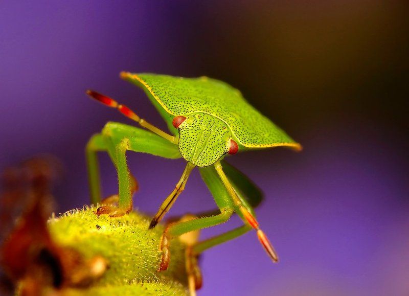 macro, insects, Drinkphoto preview