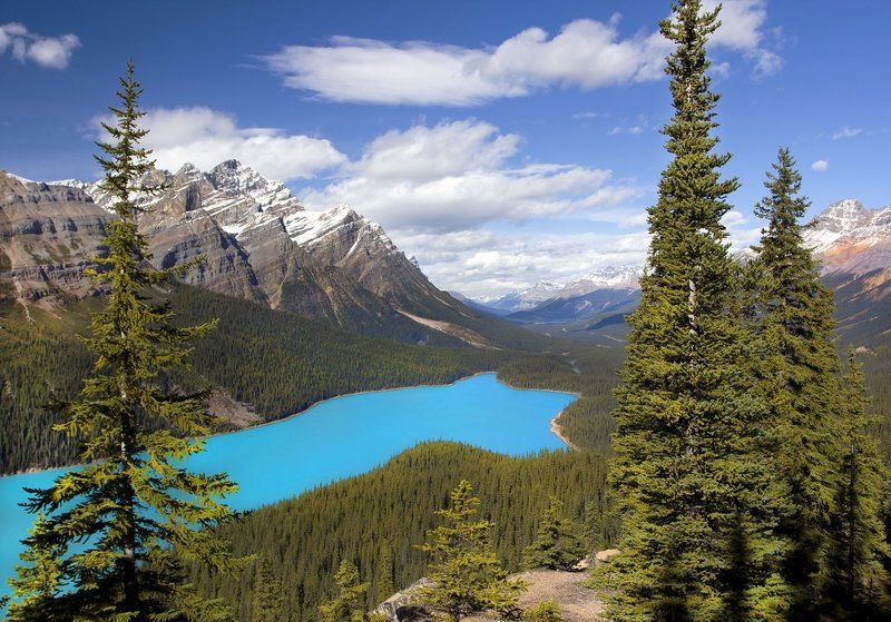канада, скалистые горы, озеро, пейто, peyto, елки Скалистые горыphoto preview