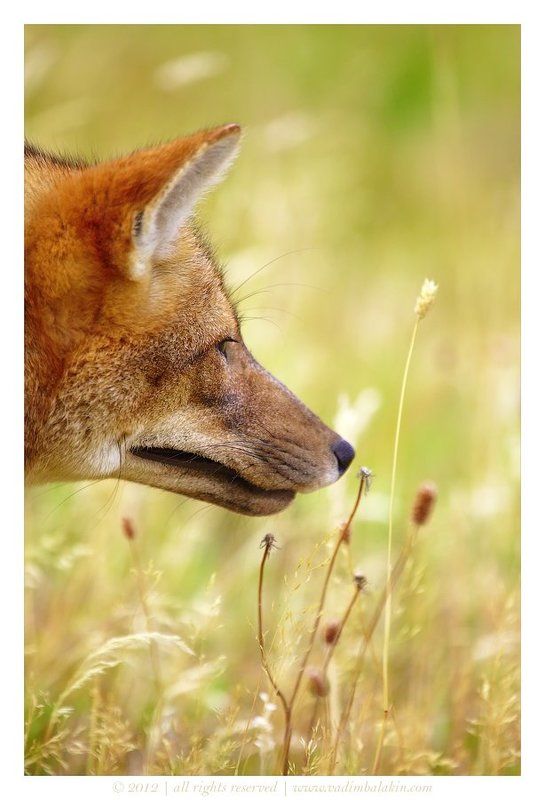 Лис-романтик фото превью