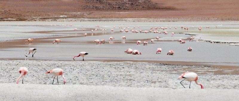 боливия, высокогорье, горы, кормешка, латинская америка, лето, озеро, птица, птицы, фламинго, южная америка Боливия, солт лейк, где-то высоко в горахphoto preview