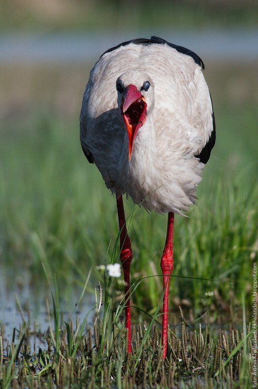 белый аист, беларусь, полесье Спой мне!photo preview