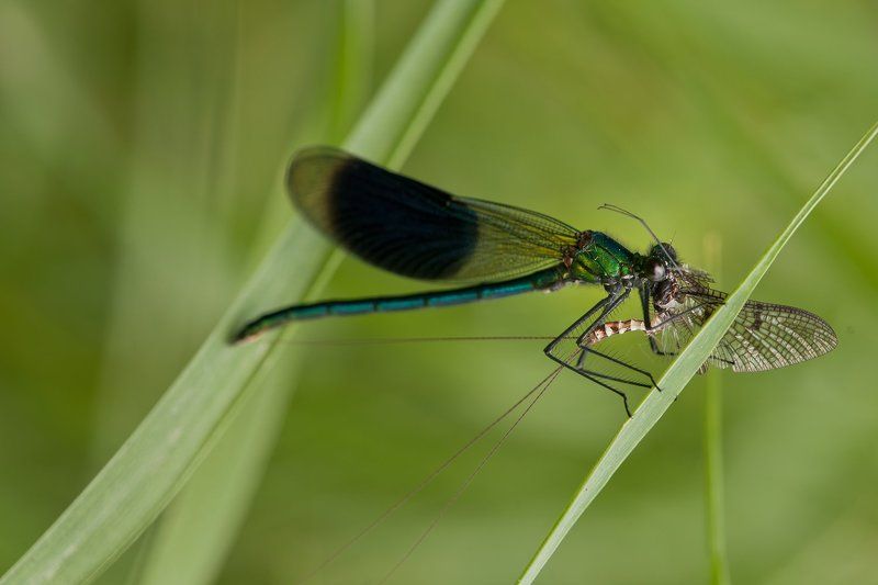 dragonflayphoto preview