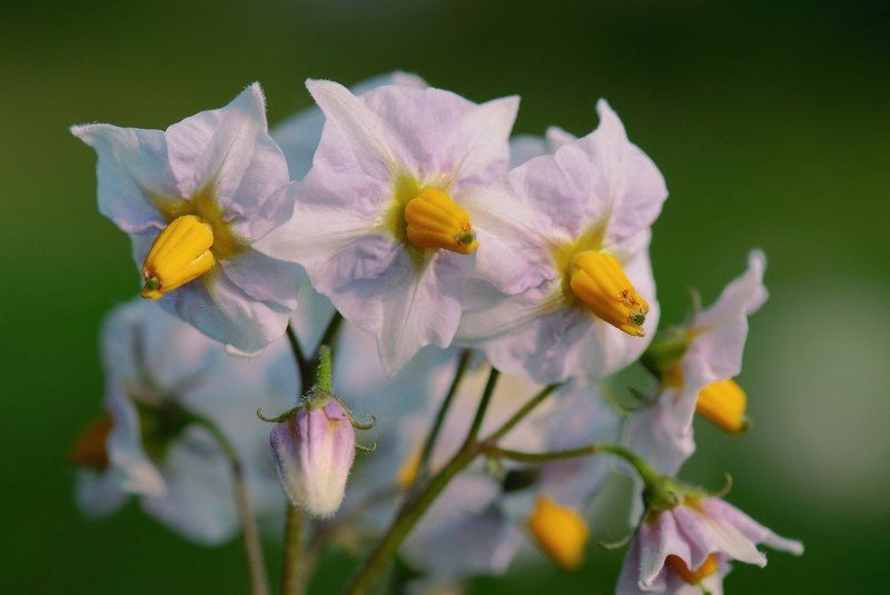 Protato flowerphoto preview