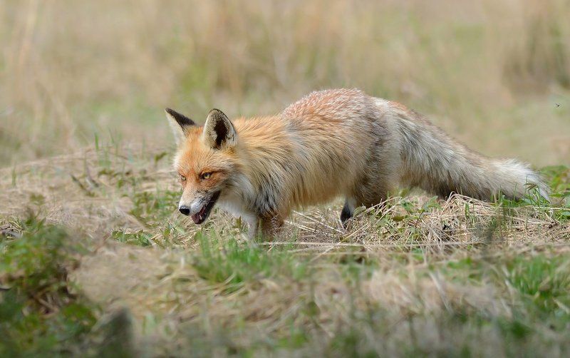 обыкновенная, лисица Взглядphoto preview