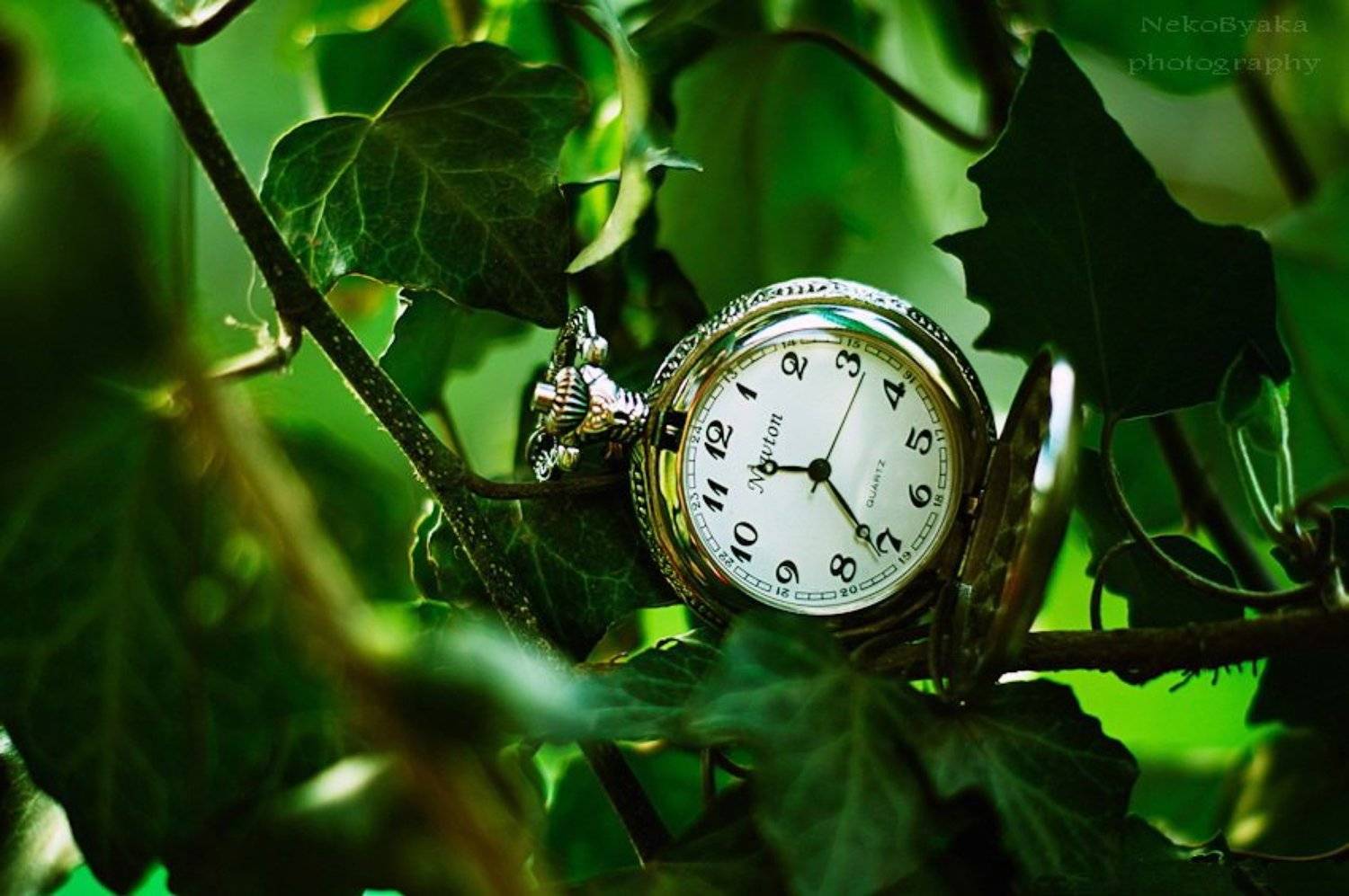 My Time. Автор: Мамакова Анжелика old, plants, watch, растения, ivy, плющ, старые, pocket, watches, старинные, карманные, часы, Мамакова Анжелика