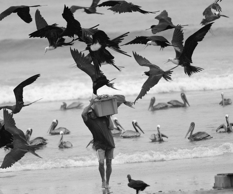 эквадор, фрегаты, рыбак грабежphoto preview