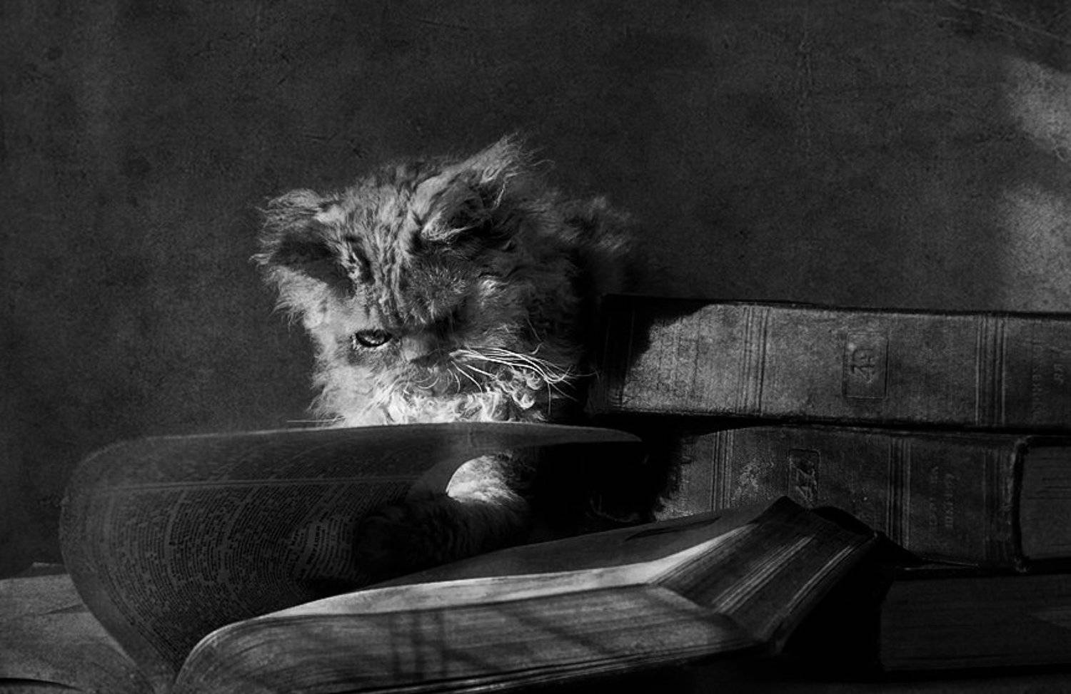 бсэ, кот учёный, Наталья Кузнецова (Nateletro)