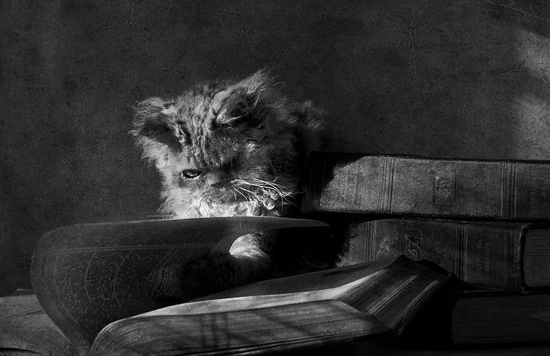 бсэ, кот учёный /// =^.^= // фото превью