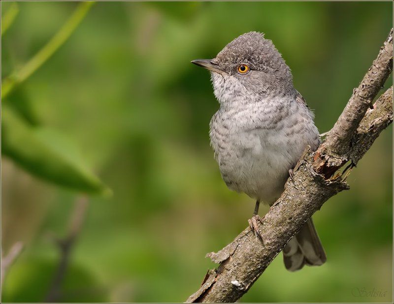 птицы, природа, славка, ястребиная,  sylvia nisoria Ястребинаяphoto preview