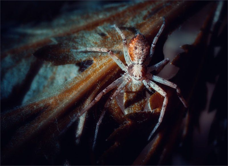 паук Восьмилапикphoto preview