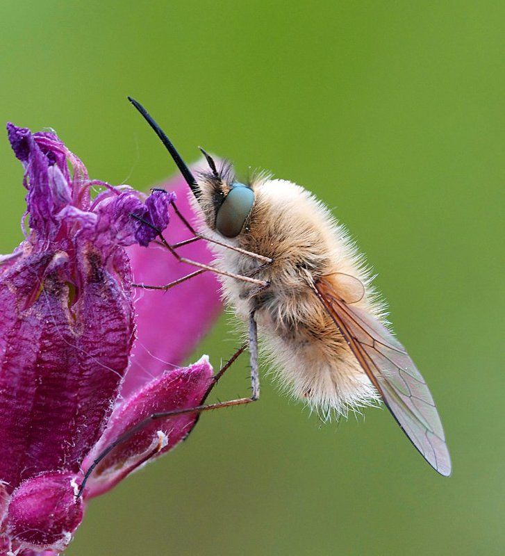 жужжалоphoto preview