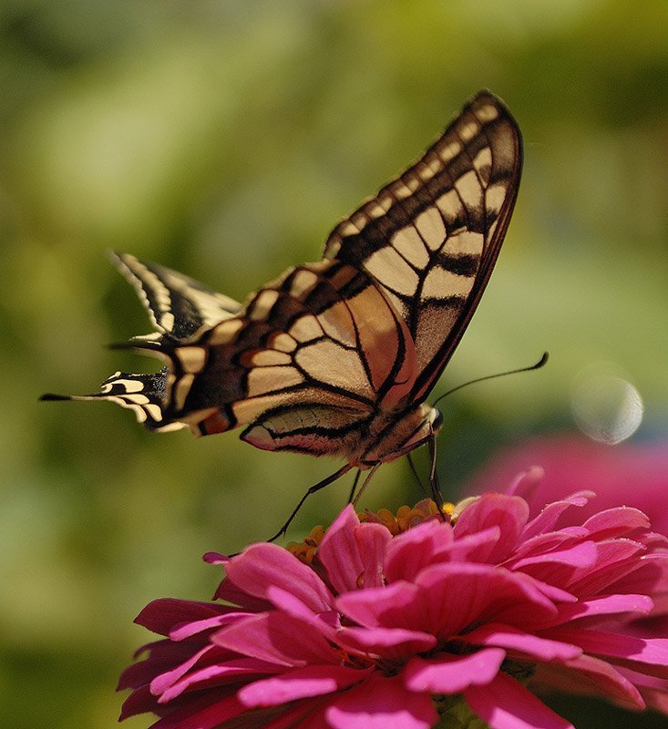 Махаон и майорphoto preview