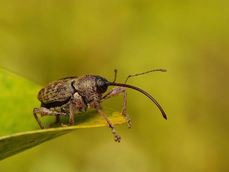 macro, insects, Elephantphoto preview