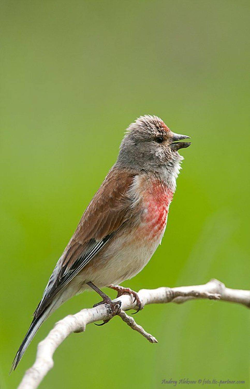 коноплянка, фотоохота, Андрей Алексеев