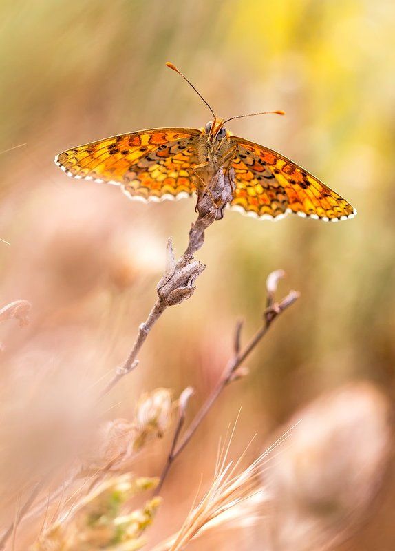 lepidoptera Meltaea phoebephoto preview