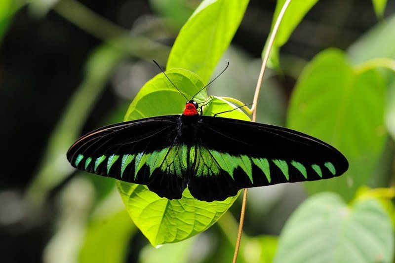 troides brookiana, трогоноптера брука, борнео, Трогоноптера Брука   Troides brookianaphoto preview