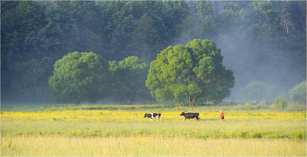 , Николай Шахманцир