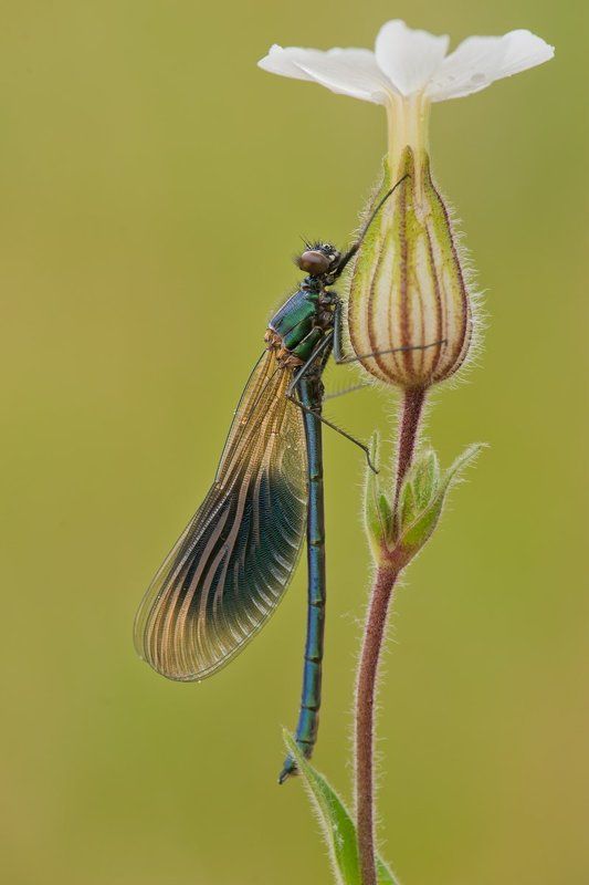 dragonflayphoto preview