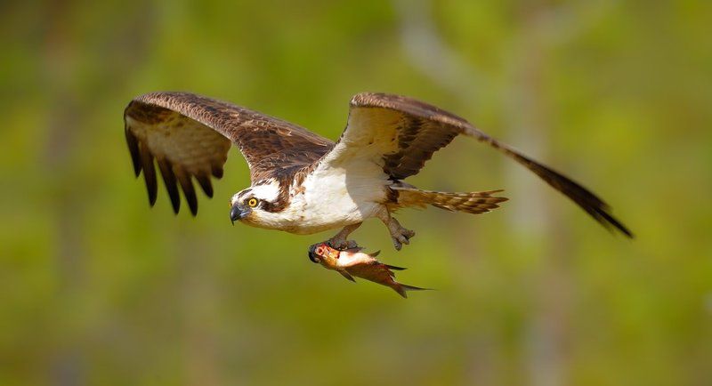 рыбак и рыбкаphoto preview