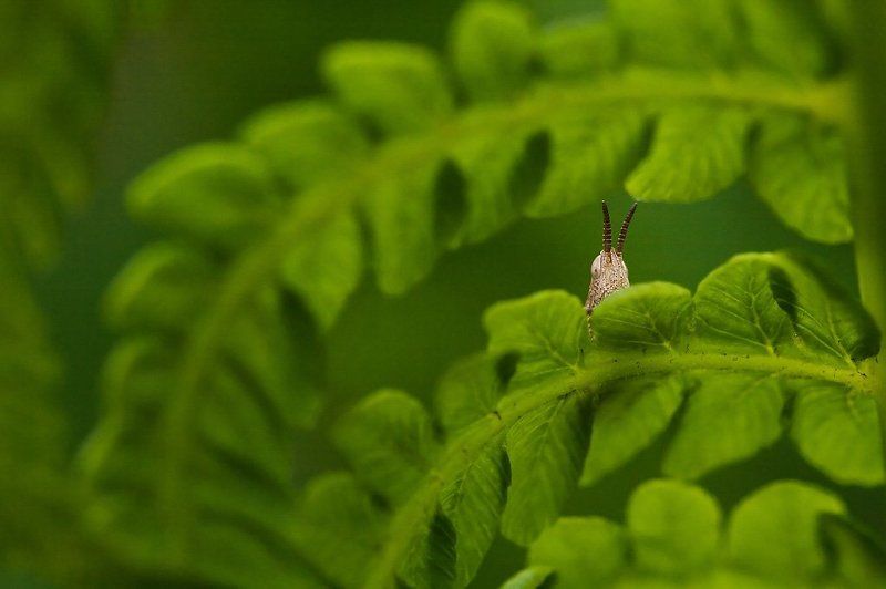 В папоротникеphoto preview