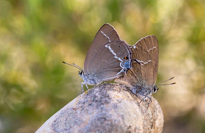 lepidoptera Working on a dreamphoto preview