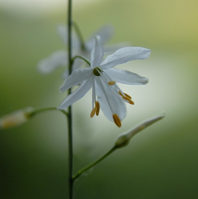 Ботаника и геометрияphoto preview